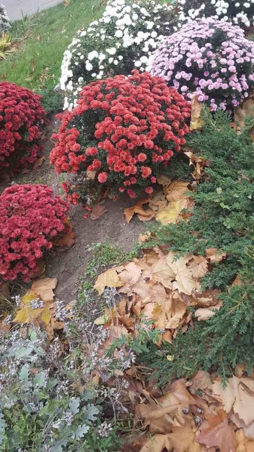 Панівецька Садиба Зубрівка Екстер'єр фото